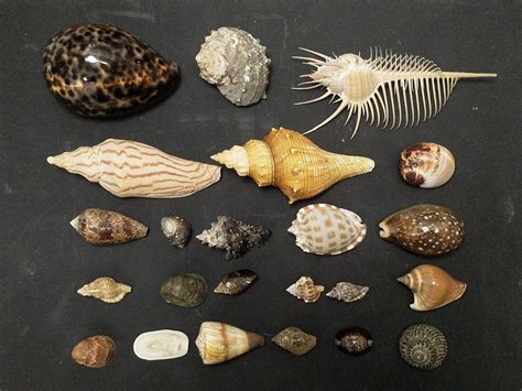 討飯 貝殼的種類